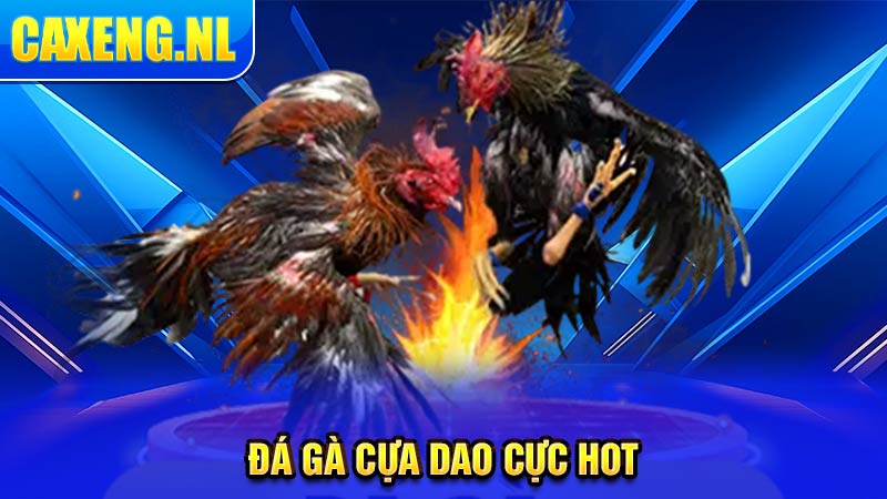 Đá gà cựa dao cực hot