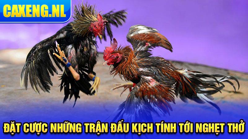 Đặt cược những trận đấu kịch tính tới nghẹt thở