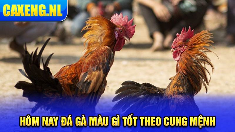 Hôm nay đá gà màu gì tốt theo cung mệnh